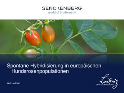 Spontane Hybridisierung in europäischen Hundsrosenpopulationen Veit Herklotz Hundsrosen (Rosa Sect. Caninae) •