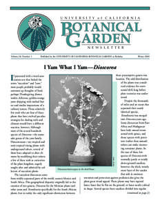Massachusetts / Garden / Botanical garden / Sarraceniaceae / Arnold Arboretum / Biology / Botany / Dioscorea / Tubers