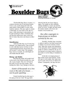 Entomology-Identification & Training  The boxelder bug, Boisea trivittata, is a common nuisance pest in and around homes. Twice a year, in the spring and in the fall, large groups of them gather in warm, sunny