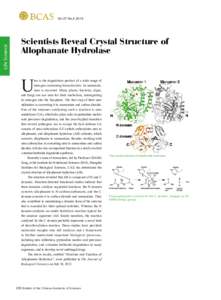 Urea cycle / Allophanate hydrolase / Urea carboxylase / Urea / Biochemistry / Biuret amidohydrolase / Allantoicase / Chemistry / Biology / Nitrogen metabolism