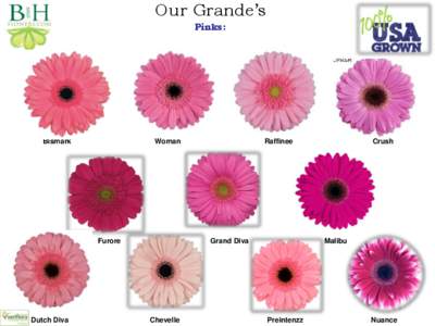 Our Grande’s Pinks: Bismark  Woman