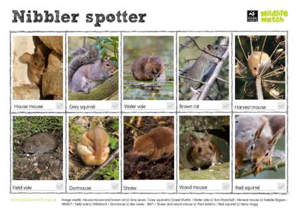Nibbler spotter  House mouse Field vole