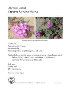 Abronia villosa  Desert Sandverbena Photographs courtesy of San Diego Natural History Museum