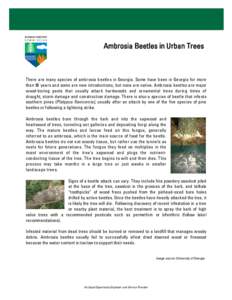 Microsoft Word - Ambrosia Beetles in Urban Trees