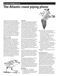 Shorebirds / Ornithology / Piping Plover / Birds of Western Australia / Sternula / Plover / Bird nest / Least Tern / Bird / Zoology / Birds of North America / Charadrius