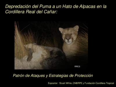 Depredación del Puma a un Hato de Alpacas en la Cordillera Real del Cañar: RRCS  Patrón de Ataques y Estrategias de Protección