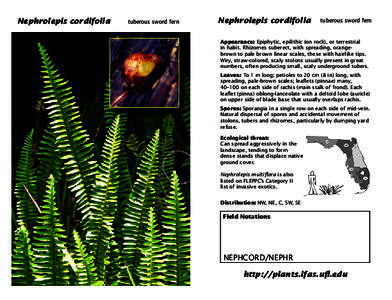 Plant reproduction / Plant anatomy / Nephrolepis cordifolia / Frond / Nephrolepis / Tuber / Fern / Stolon / Polystichum munitum / Botany / Biology / Plant morphology