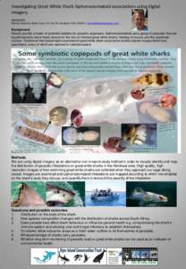 Ichthyology / Predators / Great white shark / Fish / Sharks / Cartilaginous fish