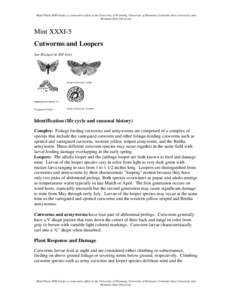Cutworm / Agricultural pest insects / Army cutworm / Peridroma saucia / Euxoa / Agrotis / Noctuinae