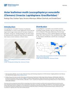 EENY585  Aster leafminer moth Leucospilapteryx venustella (Clemens) (Insecta: Lepidoptera: Gracillariidae) 1 Rodrigo Diaz, Esteban Tapia, Veronica Manrique, William Overholt, and Donald Davis2