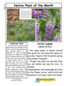 Spring & Summer - Arctic Lupine