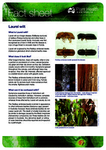 Fact sheet Laurel wilt What is Laurel wilt? Andrew Geering, DEEDI Qld