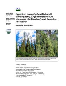 Lygodium / T. microphyllum / Fern / Noxious weed / Noxious / Austromusotima camptozonale / Flora / Biota / Botany