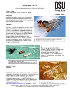 Mediterranean Fruit Fly Ceratitis capitata Wiedemann (Diptera, Tephritidae) Primary hosts Coffee, bell pepper, citrus, common fig, apple Symptoms Attacked fruit usually shows signs of oviposition