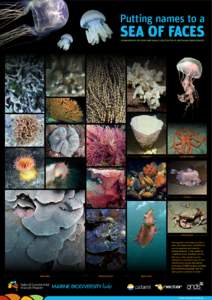 Putting names to a  SEA OF FACES STANDARDISING THE FLORA AND FAUNA CLASSIFICATION OF AUSTRALIAN MARINE IMAGES  SPONGES