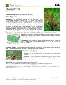 Agriculture / Biology / Sorrel / Rumex / Botany / Weed / Oxalis / Common wood sorrel / Medicinal plants / Invasive plant species / Rumex acetosella