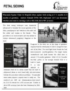 FETAL SEXING Wisconsin Equine Clinic & Hospital offers equine fetal sexing at 3 ½ months to 4 months of gestation. Andrew Schmidt DVM, MS, Diplomate ACT can determine