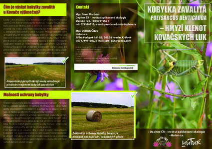 Louky u Kovače jsou v současnosti jediným známým místem na území Čech, kde se tato kobylka vyskytuje. Na začátku 20. století byla známa od Holína, poté ji více než sto let na Jičínsku nikdo nenašel. A