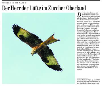 FENSTER IN DIE NATUR  Der Herr der Lüfte im Zürcher Oberland D  er Rotmilan (Milvus milvus) ist definitiv der Herr