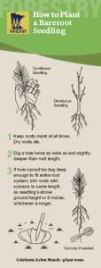 FORESTRY How to Plant a Bareroot Seedling  		Coniferous