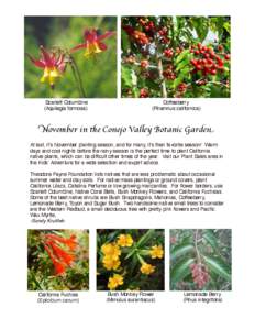 Scarlett Columbine (Aquilegia formosa) Coffeeberry (Rhamnus californica)