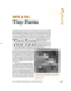ANTS & CO.:  Tiny Farms Activity
