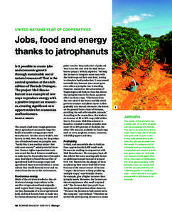 United Nations year of cooperatives  Jobs, food and energy thanks to jatrophanuts Is it possible to create jobs and economic growth