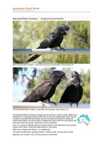 file:///C:/bushbirds-5.0/infc/calyptorhynchus_banksii.html