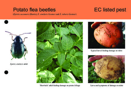 Potato flea beetles  (Epitrix cucumeris (Harris), E. similaris Gentner and E. tuberis Gentner) EC listed pest
