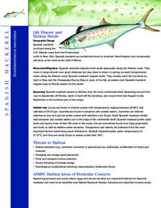 Ichthyology / Atlantic Spanish mackerel / Mackerel / Spawn / Scomberomorus / Narrow-barred Spanish mackerel / King mackerel / Fish / Scombridae / Sport fish