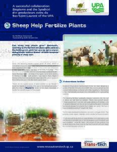 A successful collaboration: Biopterre and the Syndicat des producteurs ovins du Bas-Saint-Laurent of the UPA  Sheep Help Fertilize Plants