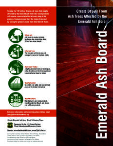 Urban Ash Ash trees are a very common landscape tree comprising about 20% of our urban forests.  Affected Tree