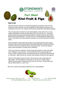 Fact Sheet  Kiwi Fruit & Figs Kiwi Fruit Actinidia chinensis, Kiwi fruit or Chinese Gooseberries are actually native to China though their export potential was first recognised by New Zealand nurserymen who