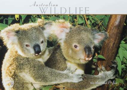Koala_with_joey___Artique_Wildlife_Calendar_2005_2.jpg