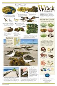 Beach Wrack Life    A major component of wrack is Sargassum  algae. This seaweed floats at sea and is part