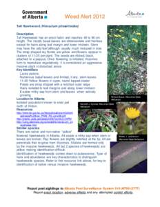 Botany / Hieracium albiflorum / Hieracium / Hawkweed / Stolon
