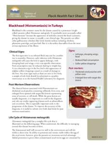 Flock Health Fact Sheet Blackhead (Histomoniasis) in Turkeys Blackhead is the common name for the disease caused by a protozoan (singlecelled) parasite called Histomonas meleagridis. It is probably more accurately called