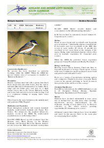 BIRD  Myiagra inquieta