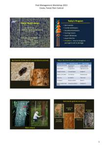 Dendroctonus / Mountain pine beetle / Botany / Bark beetle / Flora of the United States / Pine / Arceuthobium / Blue stain fungus / Curculionidae / Woodboring beetles / Biology