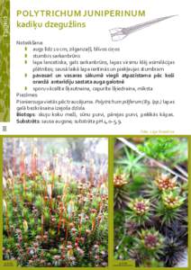 Epigeīdi  POLYTRICHUM JUNIPERINUM kadiķu dzegužlins  88