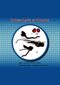 Rubiae Radix et Rhizoma  B 0.5 cm