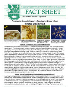 AIS Inflated Bladderwort Fact Sheet