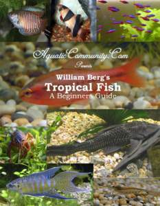 Tropical Fish For Beginners