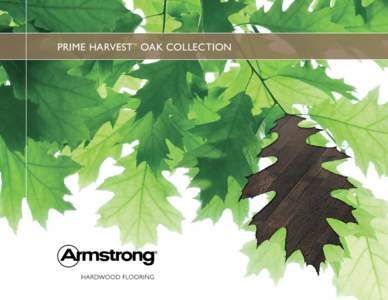 PRIME HARVEST™ OAK COLLECTION  Dovetail APK5405LG A FRESH PERSPECTIVE ON AN ENDURING CLASSIC