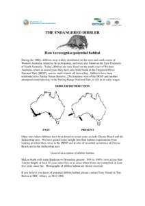 Microsoft Word - How to recognise potential dibbler habitat 2008.doc