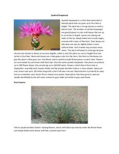 Spotted Knapweed Spotted knapweed is a short-lived perennial or biennial plant that can grow up to four feet in height. This plant has a strong taproot as well as lateral roots. The rosettes of spotted knapweed are grayi