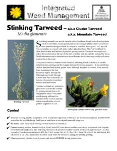 Stinking Tarweed Factsheet