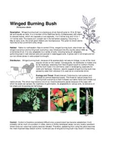 Winged Burning Bush Euonymus alatus Description: Winged burning bush is a deciduous shrub that will grow to 15 to 20 feet tall and equally as wide. It is a member of the Staff-tree family (Celastraceae) with elliptic to 