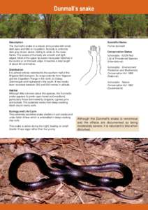 Dunmall’s snake  Bulloak woodland © Craig Eddie Description The Dunmall’s snake is a robust, shiny snake with small,