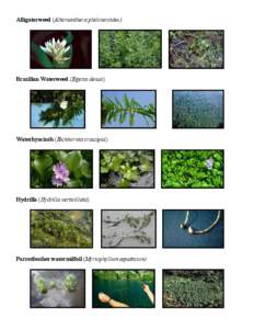 Botany / Haloragaceae / Flora / Plant anatomy / Plant morphology / Myriophyllum / Hydrilla / Plant stem / Marsilea quadrifolia / Aquatic plants / Invasive plant species / Biology